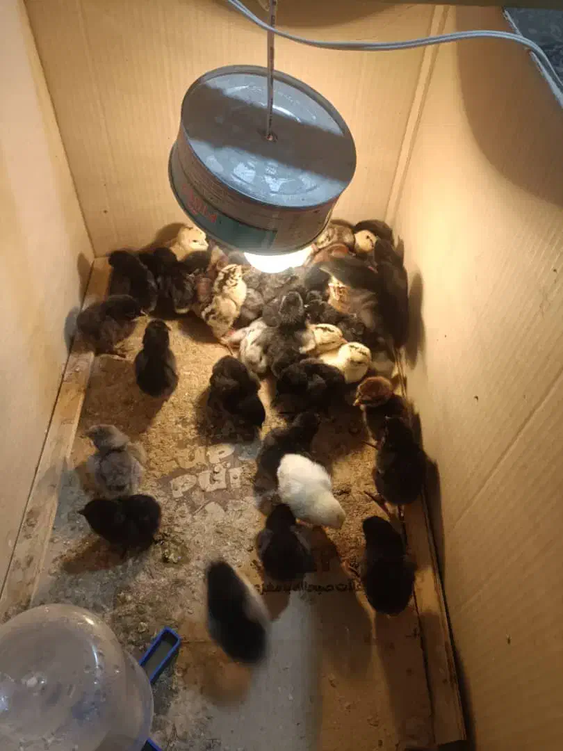 جوجه گلین|حیوانات مزرعه|شیراز, پودنک|دیوار