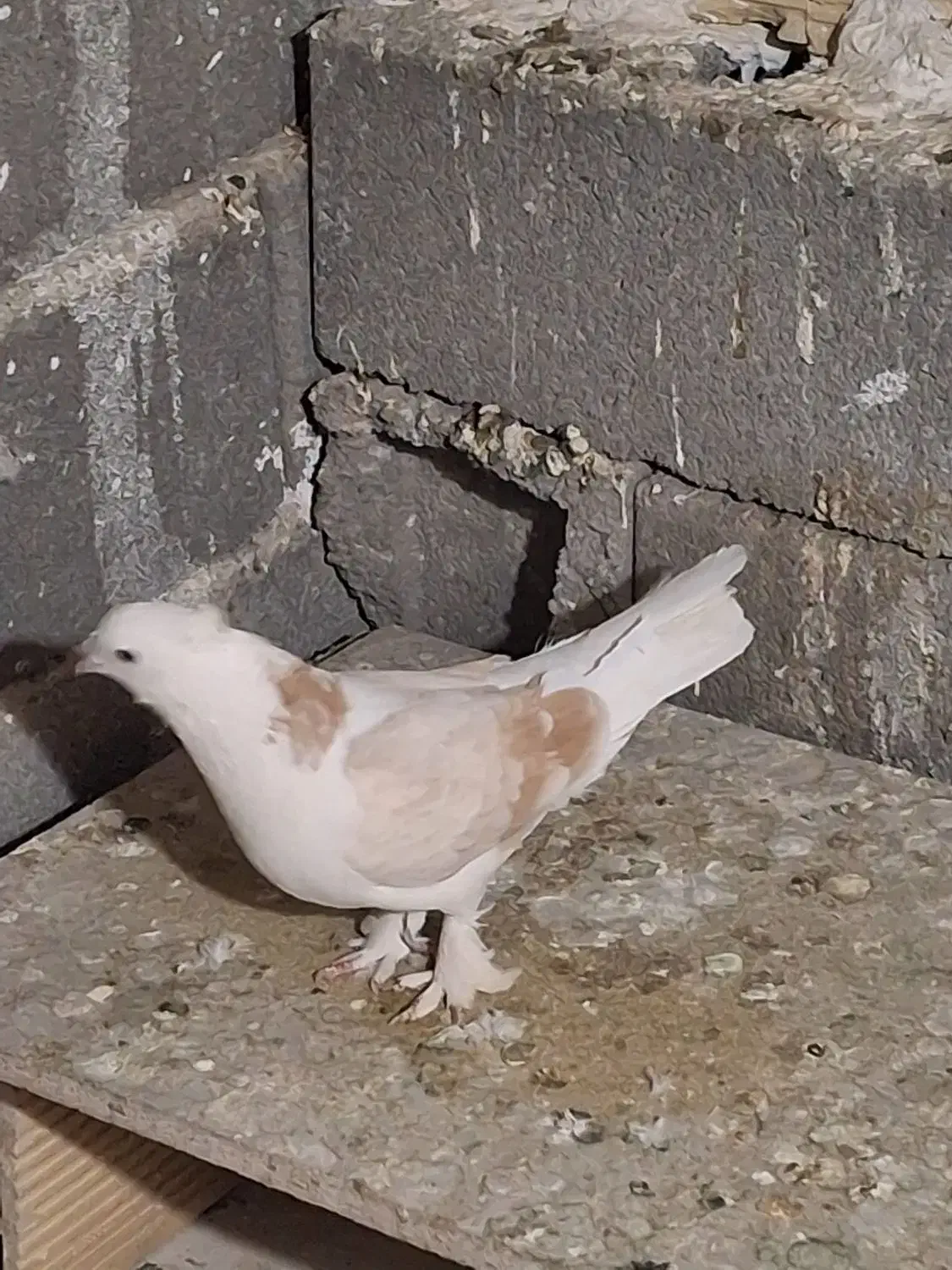 کفتر کبوتر  معاوضه|پرنده|صباشهر, |دیوار