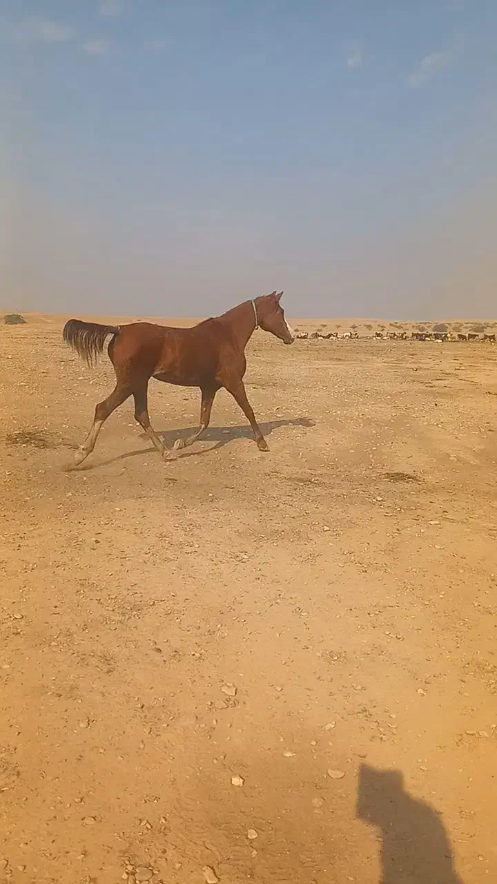 شوش|اسب و تجهیزات اسبسواری|شوش, |دیوار