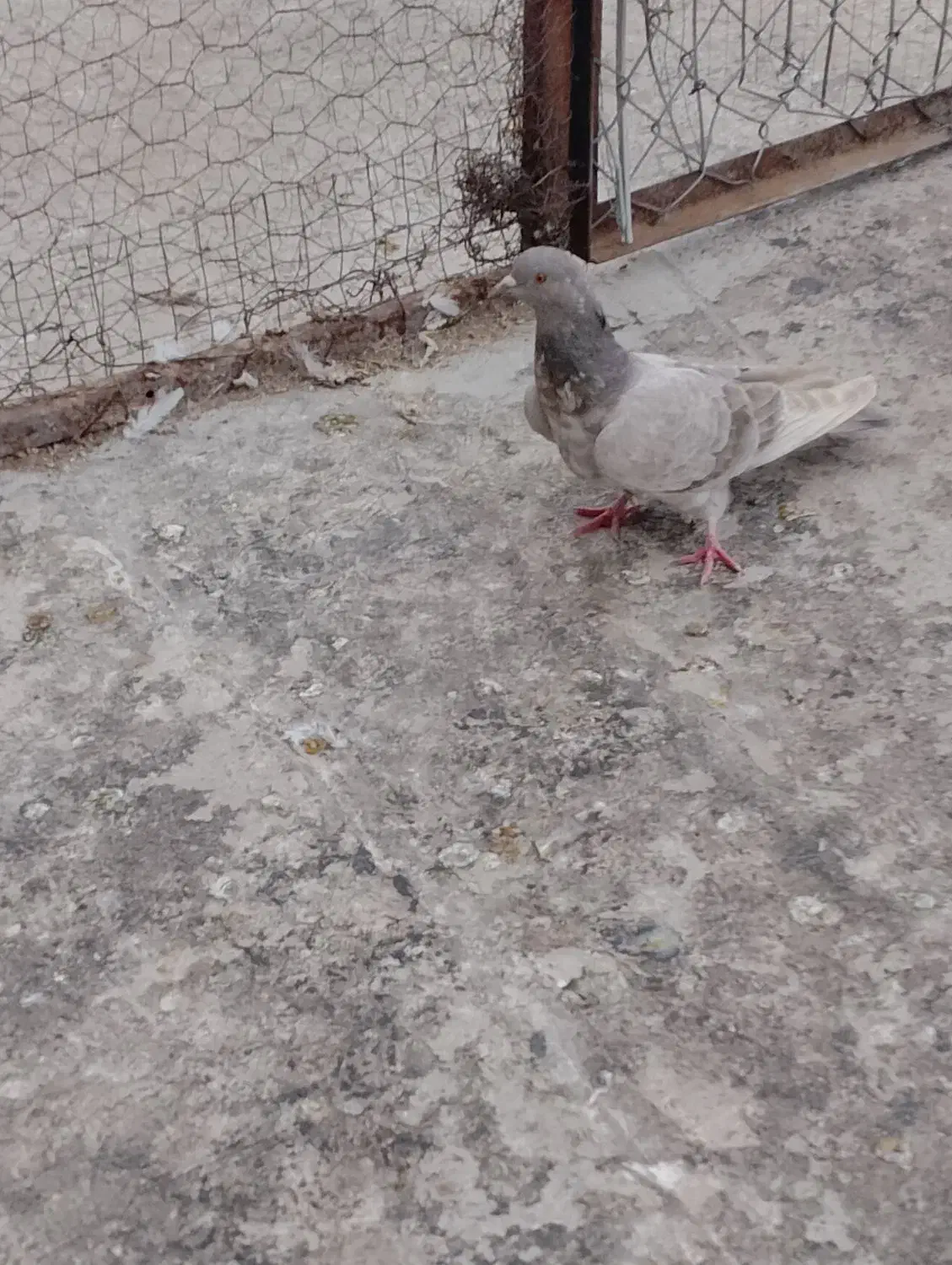 دو عدد گرگی تضمینی|حیوانات|مرند, |دیوار