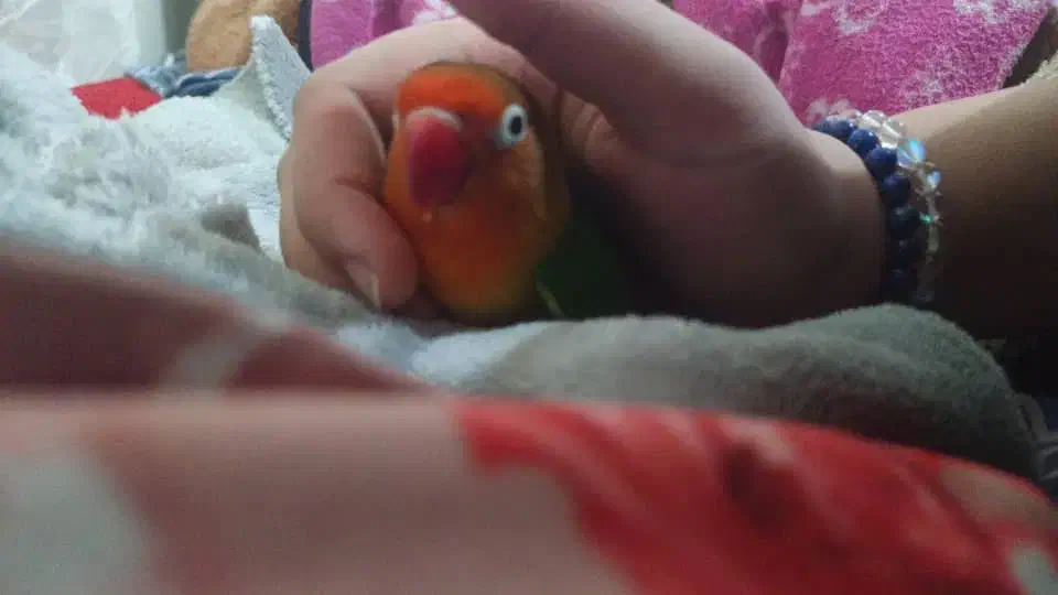 طوطی برزیلی دستی|پرنده|فردیس, فرامرزیه|دیوار