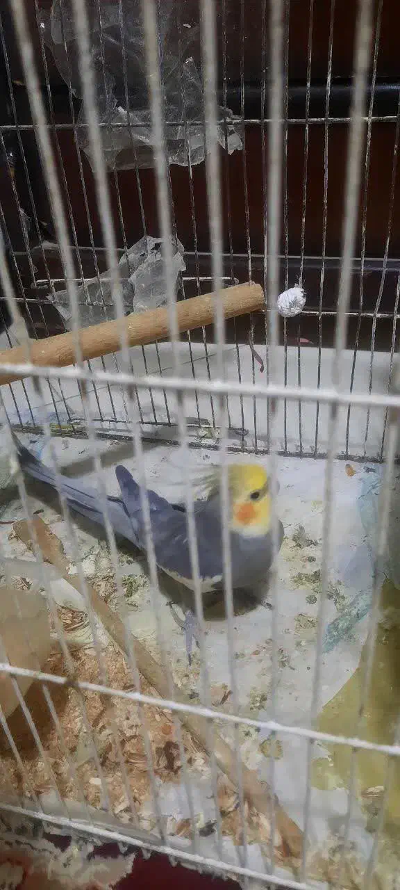 یک جفت عروس هلندی|پرنده|ماهدشت, |دیوار