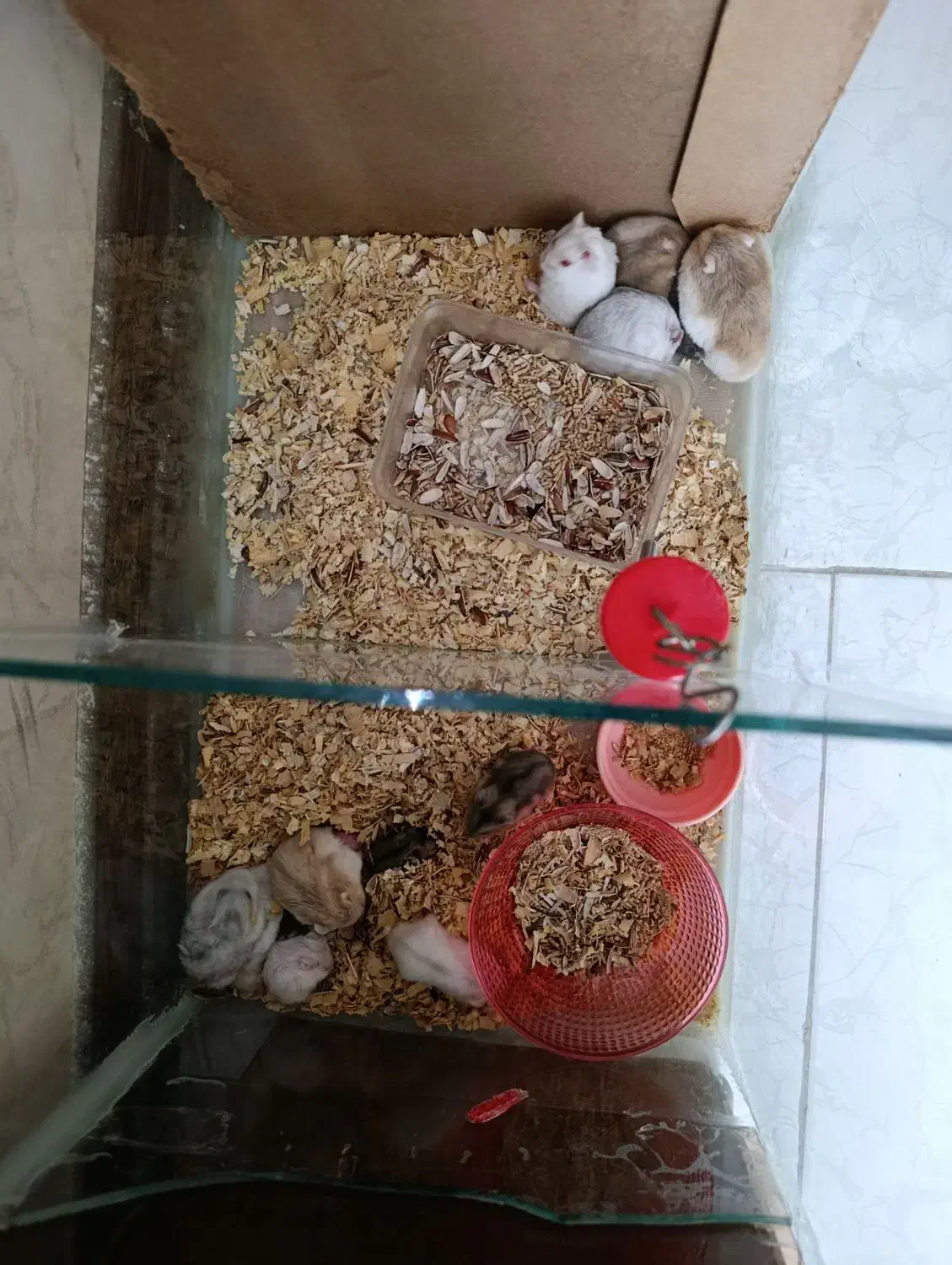 همستر|موش و خرگوش|چهارباغ, |دیوار