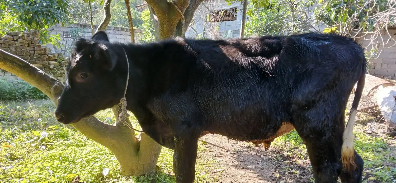 گوسالهنراصیل|حیوانات مزرعه|کومله, |دیوار