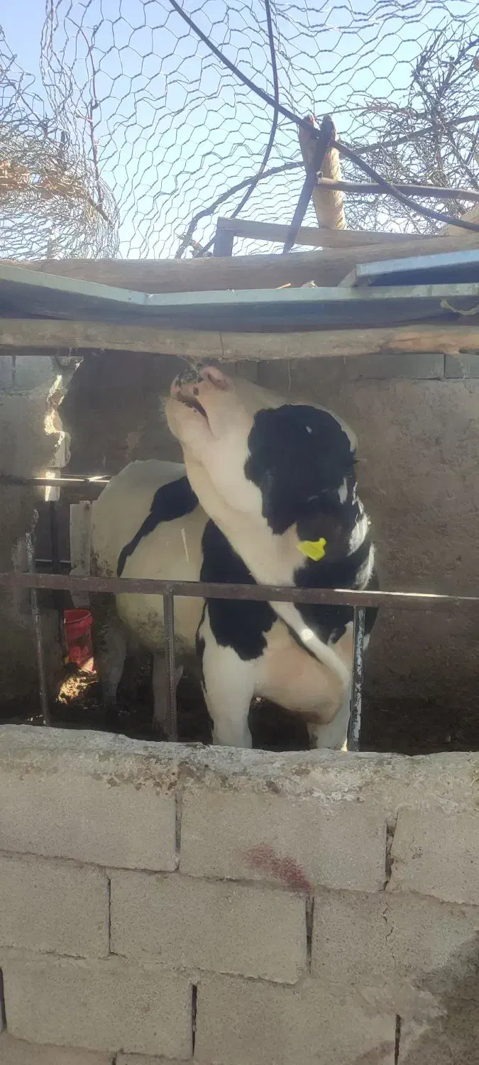 گوساله نر|حیوانات مزرعه|کرمان, |دیوار