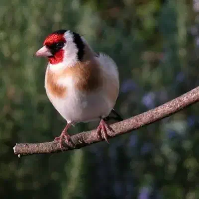سهره نر بخون قناری نر فنچ مرغ عشق خورشیدی لوری|پرنده|تهران, گلستان (شهرک راه آهن)|دیوار