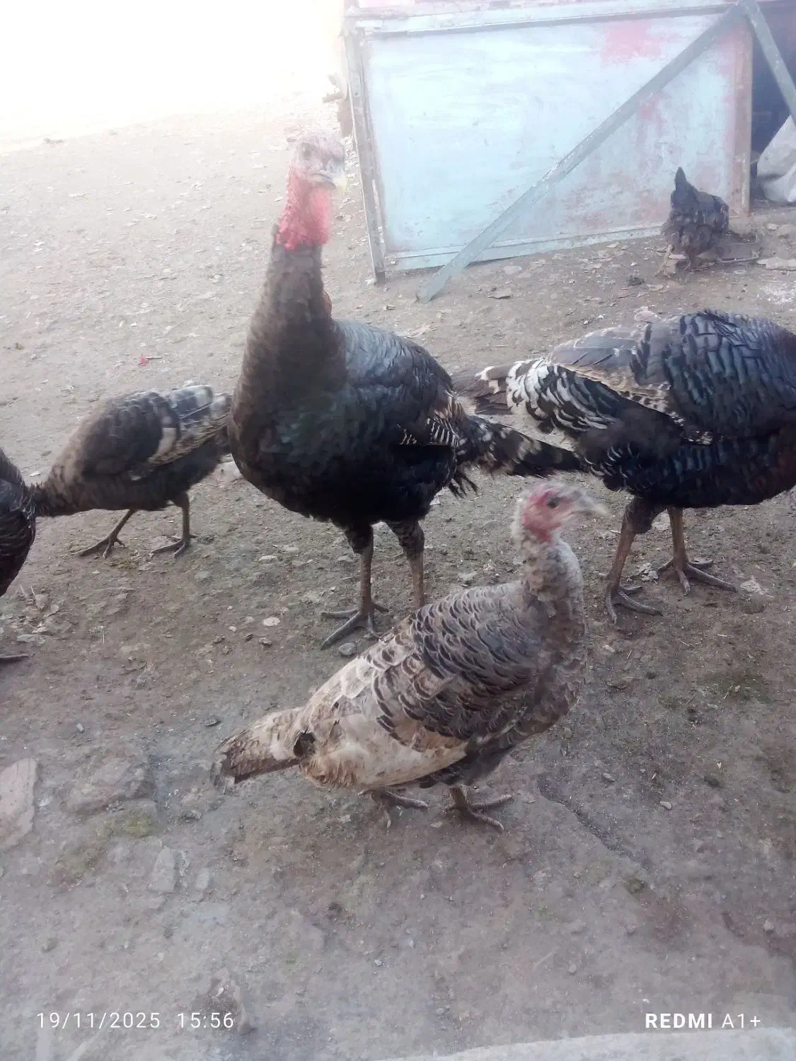 حیوان|حیوانات مزرعه|ماکو, |دیوار