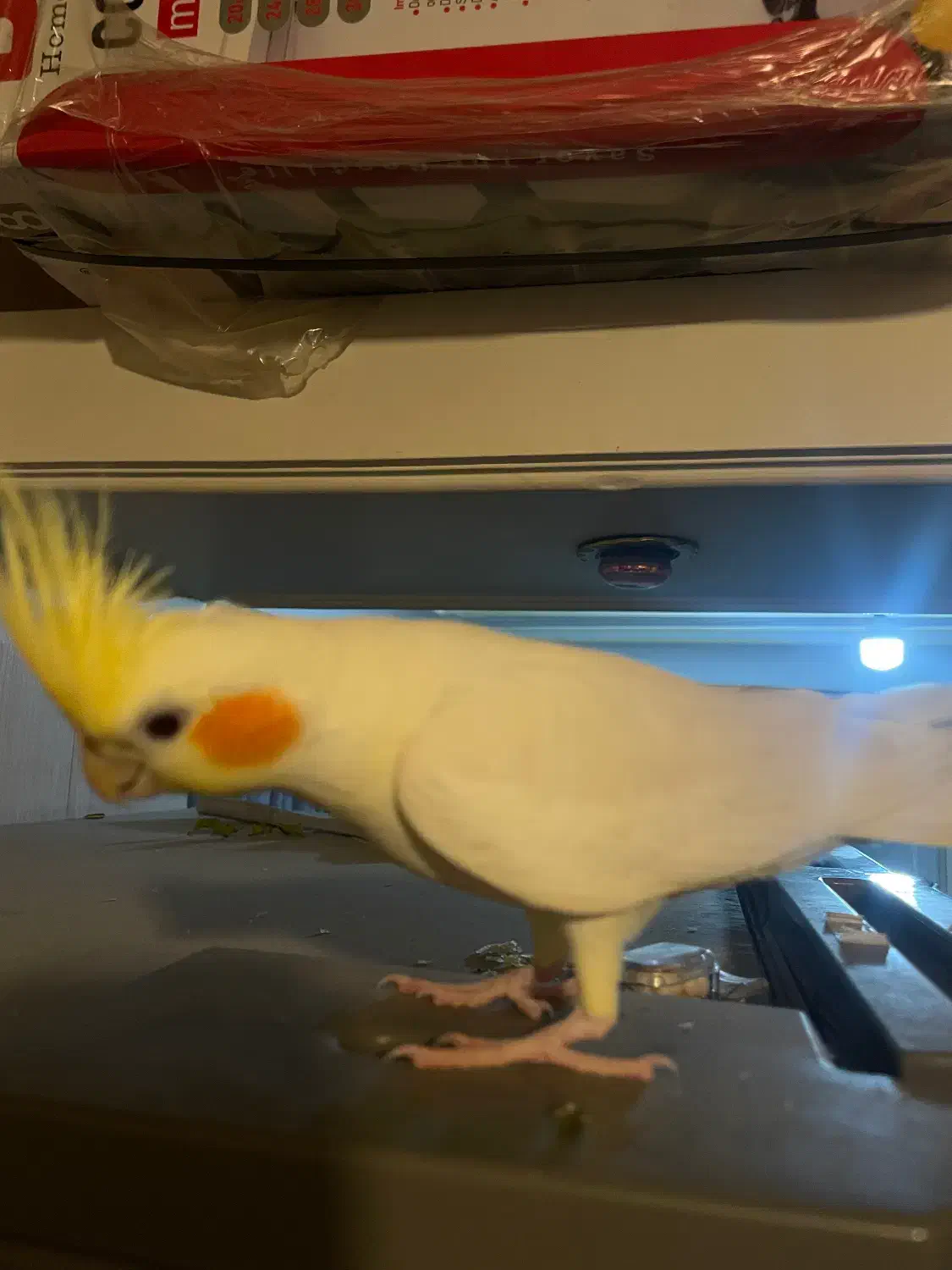 عروس هلندی سخنگو|پرنده|فردیس, شهرک ناز|دیوار