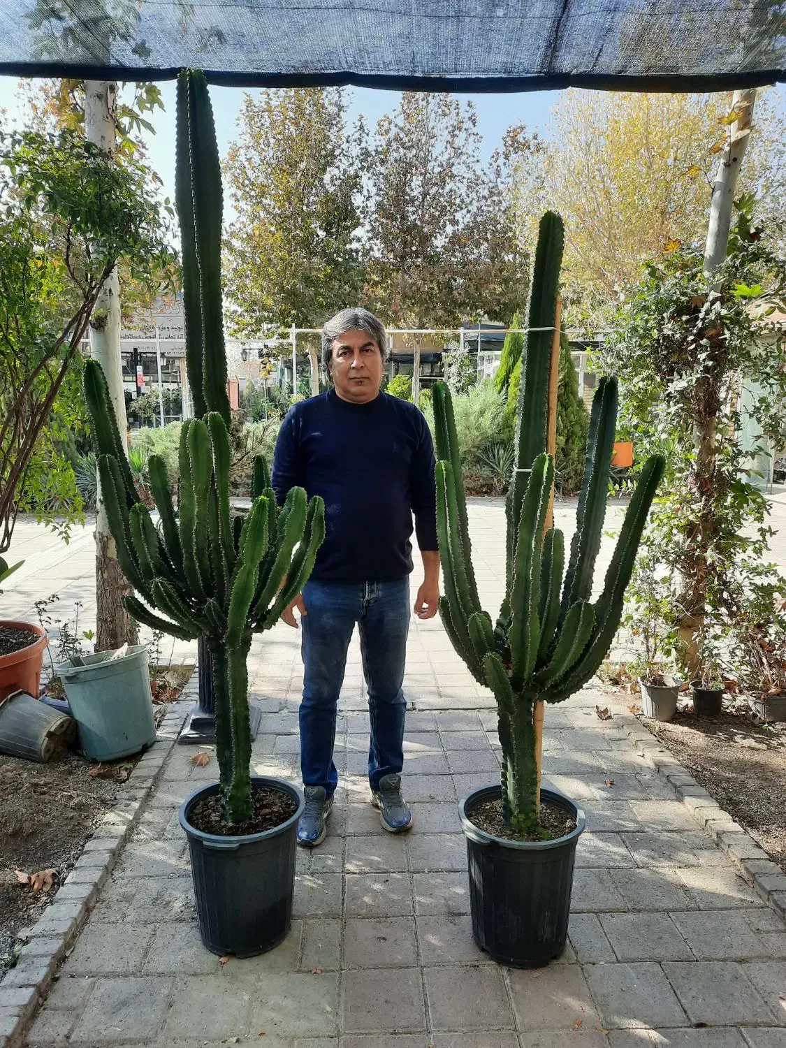 کاکتوس وگیاهان آپارتمانی|گل و گیاه طبیعی|مشهد, شهرک صنعتی توس|دیوار