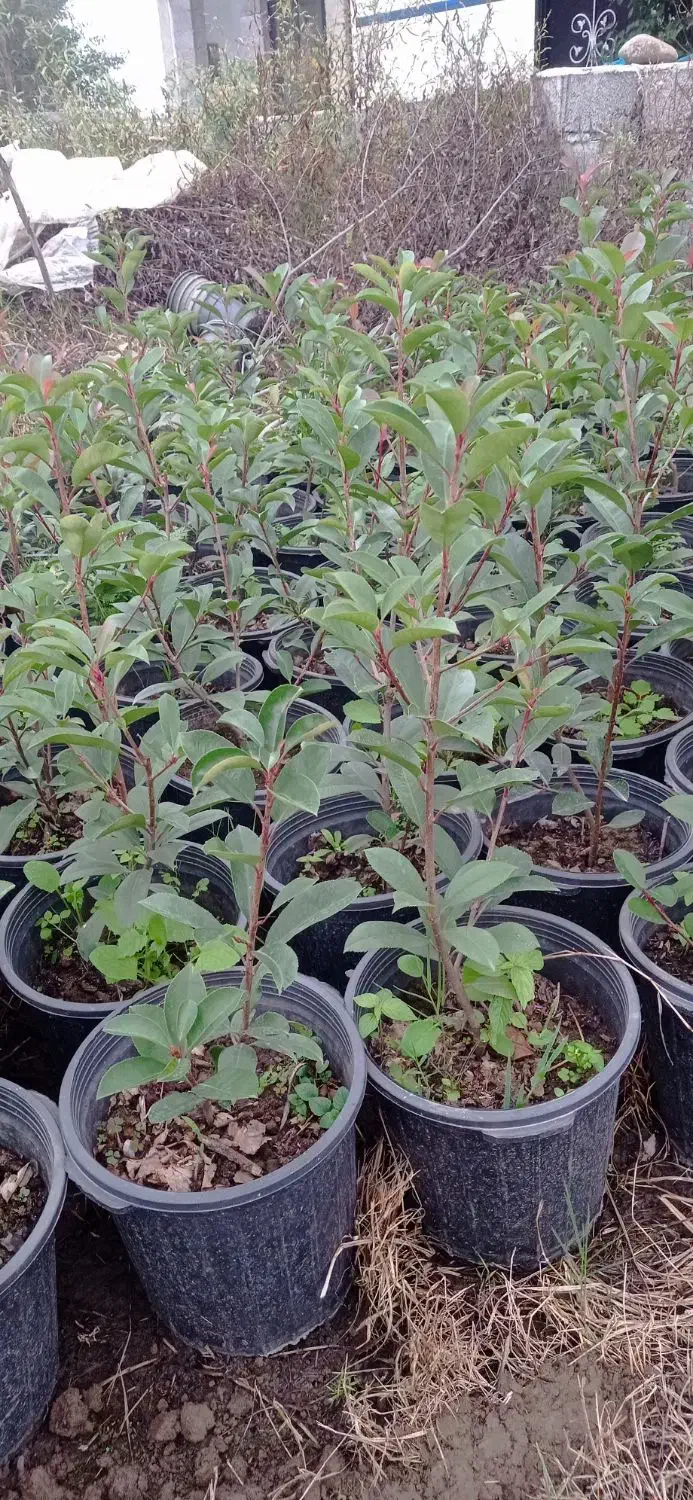 فوتونیا|گل و گیاه طبیعی|رحیمآباد, |دیوار