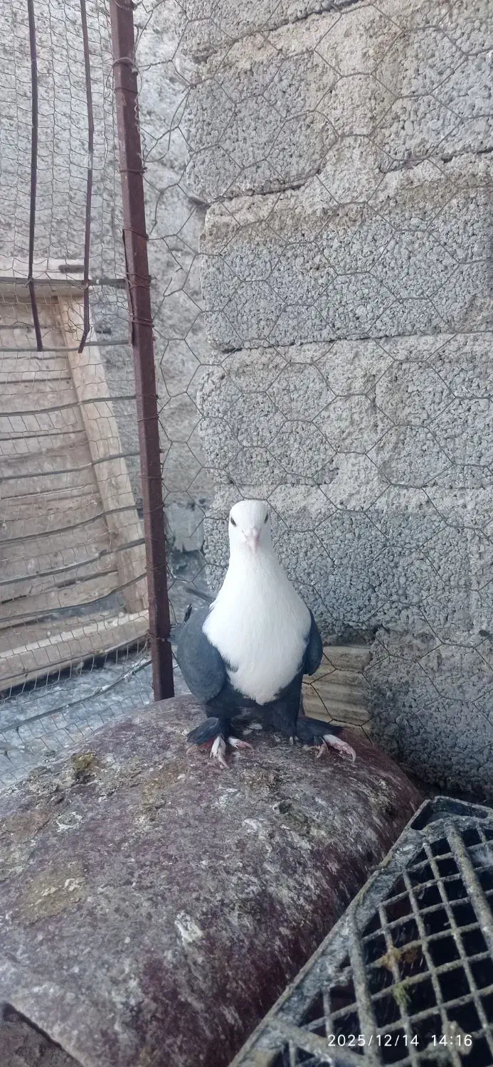 فروشی کفتر دو تا ماده خوشکل|پرنده|فیروزآباد (فارس), |دیوار