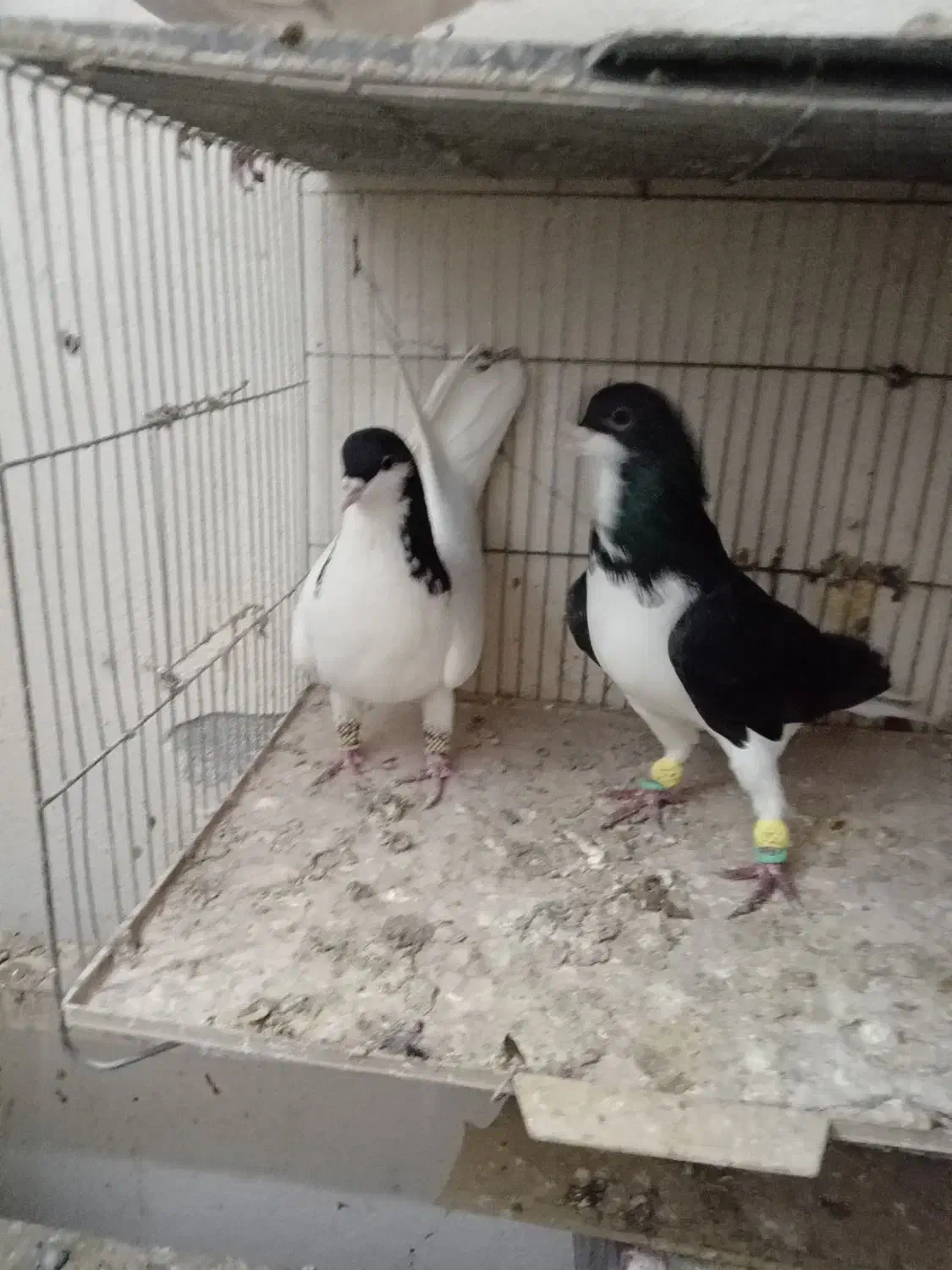 دوجفت سیاه پوش|پرنده|قزوین, |دیوار