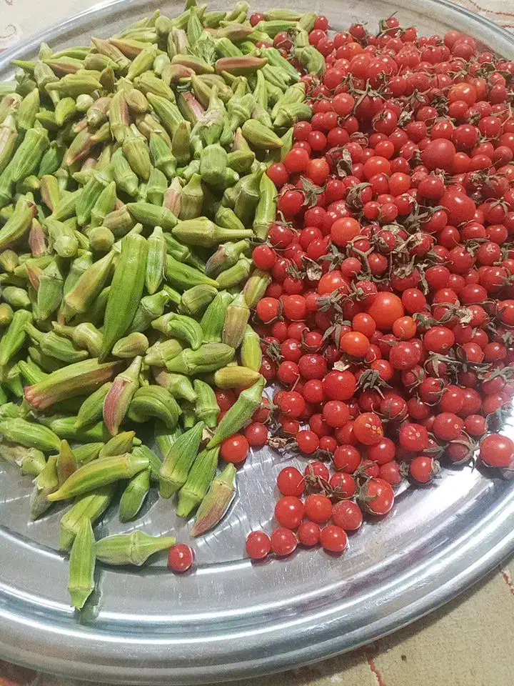 گوجه آلبالویی|خوردنی و آشامیدنی|تایباد, |دیوار