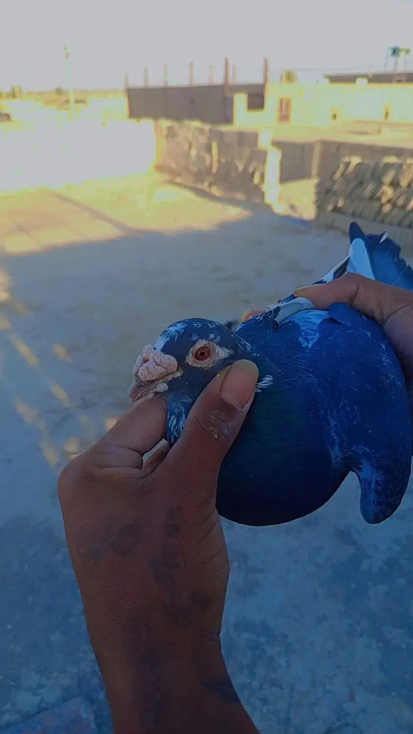 کفتر رنگه عروسک|پرنده|زهک, |دیوار