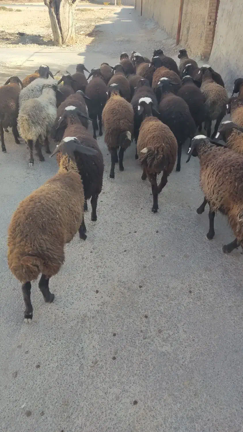 فروش بره ماده نژاد شال همگی دو قلو زا|حیوانات مزرعه|آباده, |دیوار
