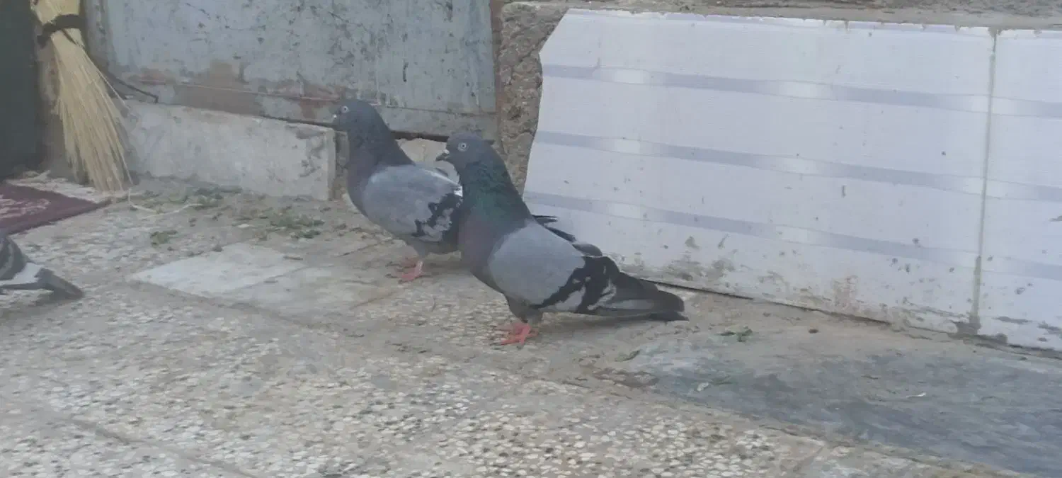 پرنده|پرنده|زابل, |دیوار