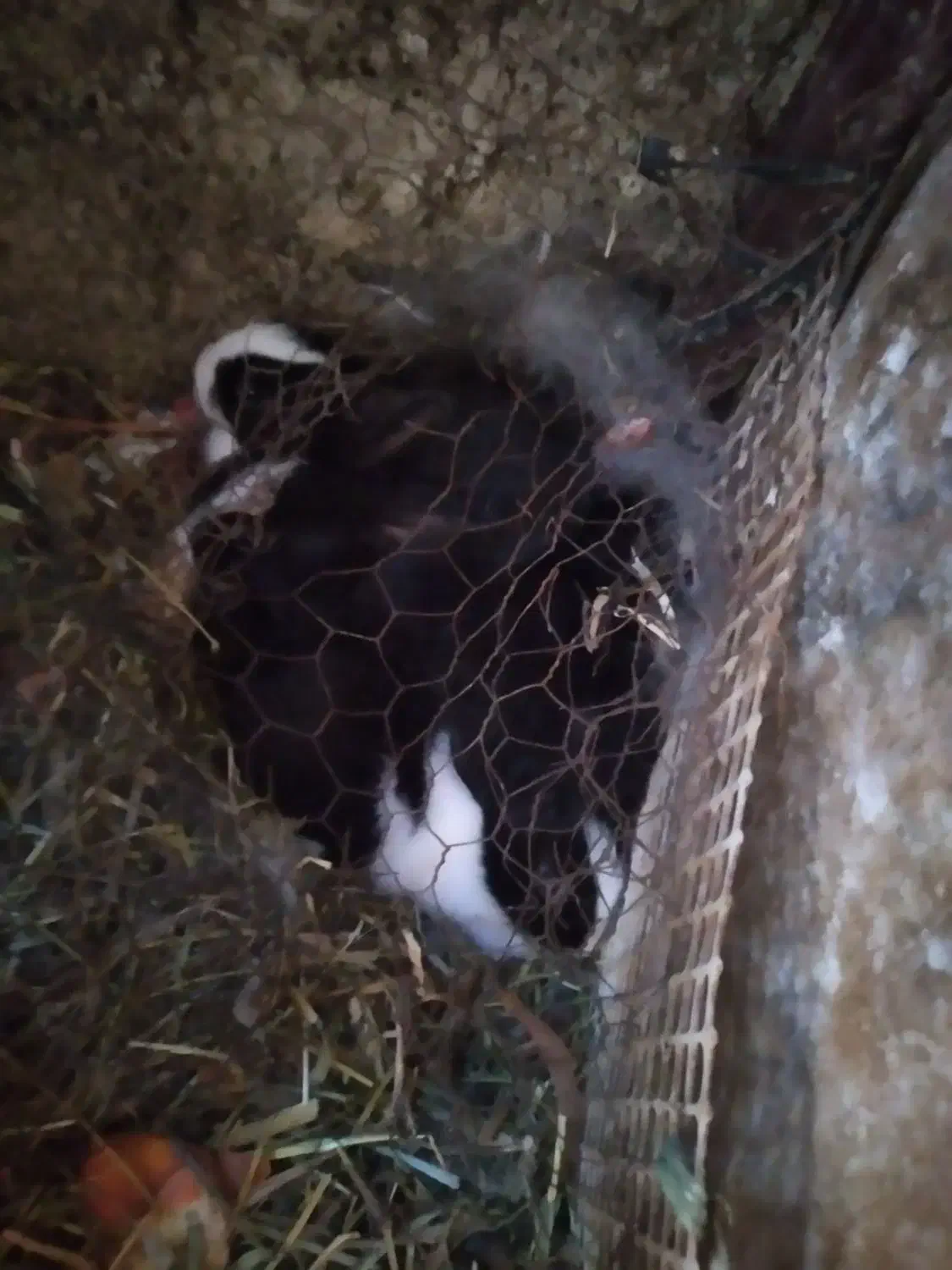 خرگوش|موش و خرگوش|زبرخان, |دیوار