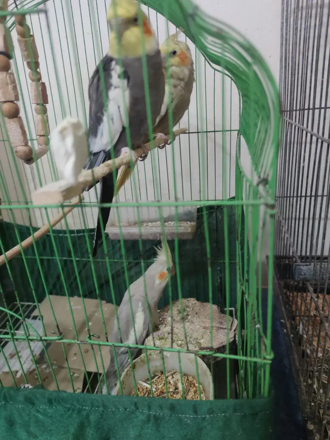 فروش پرنده|پرنده|لشت نشا, |دیوار