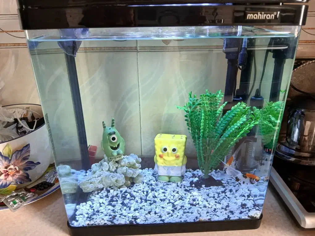 آکواریوم|ماهی|اسلام‌شهر, شهرک سعیدیه|دیوار