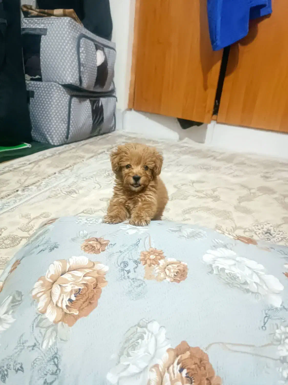 پودل کراس|سگ|اصفهان, کوی ولی عصر|دیوار