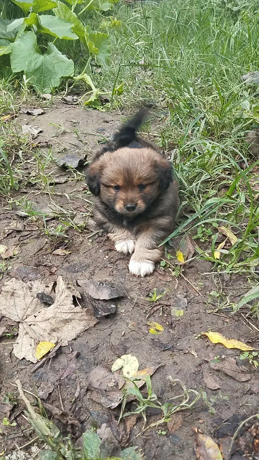 سگ تریر اشپیتز|سگ|رودسر, |دیوار