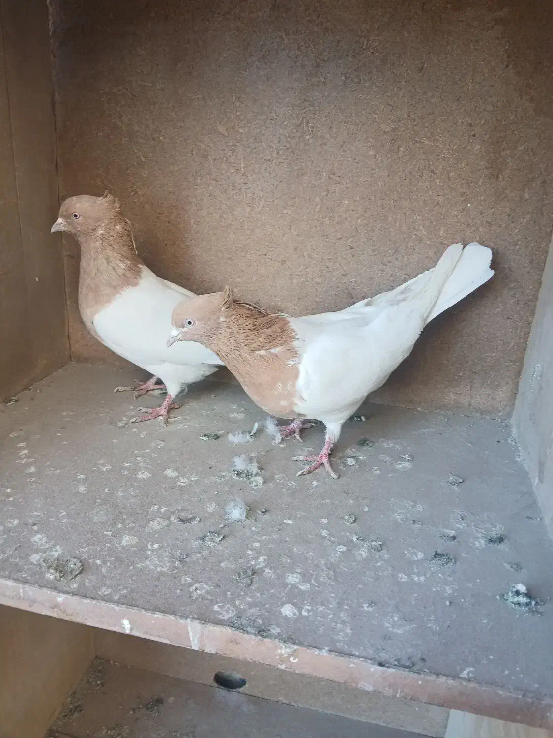 کفتر رنگی کله زرد.کله سرخ|پرنده|رباط‌کریم, شهرک صنعتی زواره‌ای|دیوار