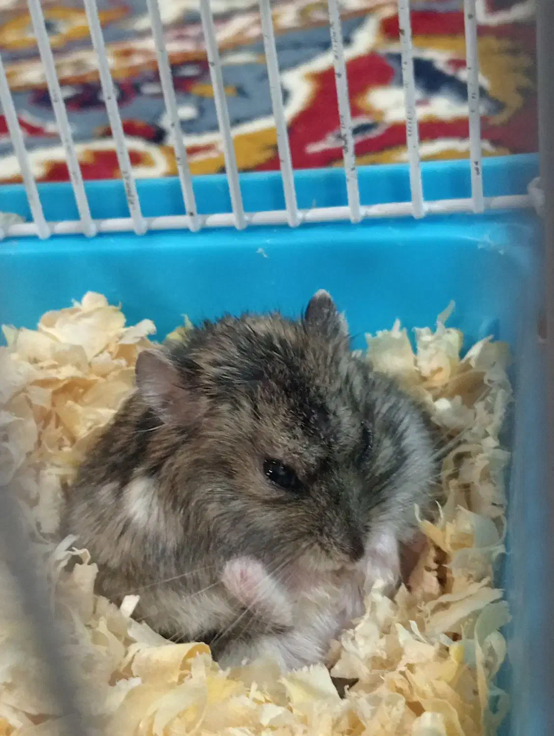 همستر کمپل|موش و خرگوش|رودهن, |دیوار