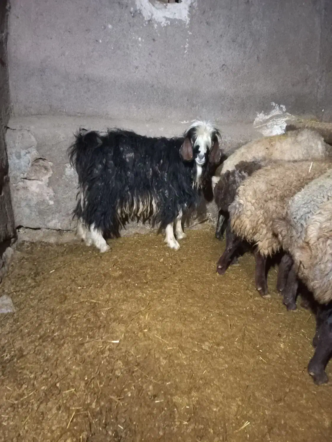 نربز|حیوانات مزرعه|لالجین, |دیوار