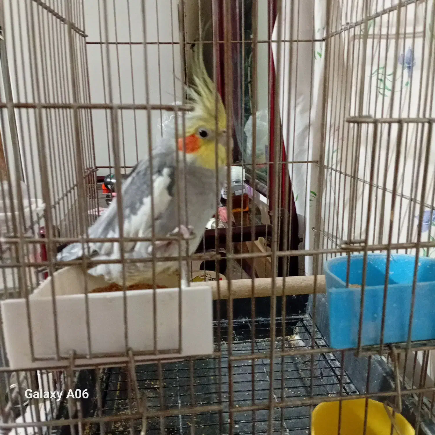 عروس هلندی سخنگو|پرنده|پردیس, فاز ۱۱|دیوار