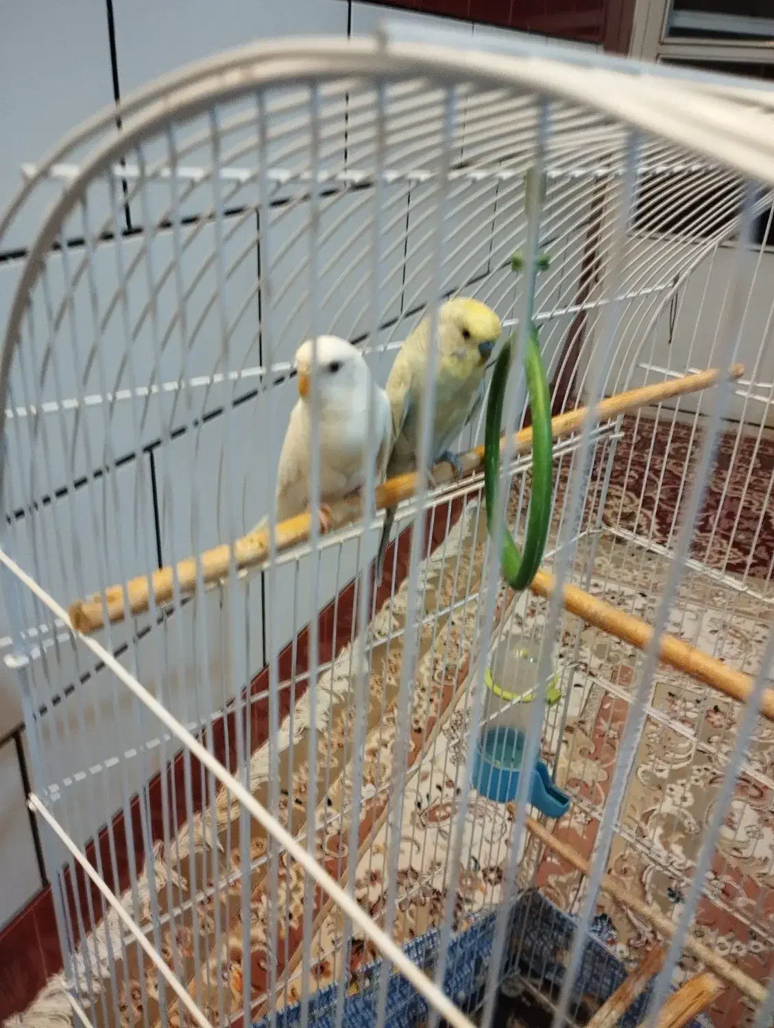 مرغ عشق مولد|پرنده|پیر بکران, |دیوار