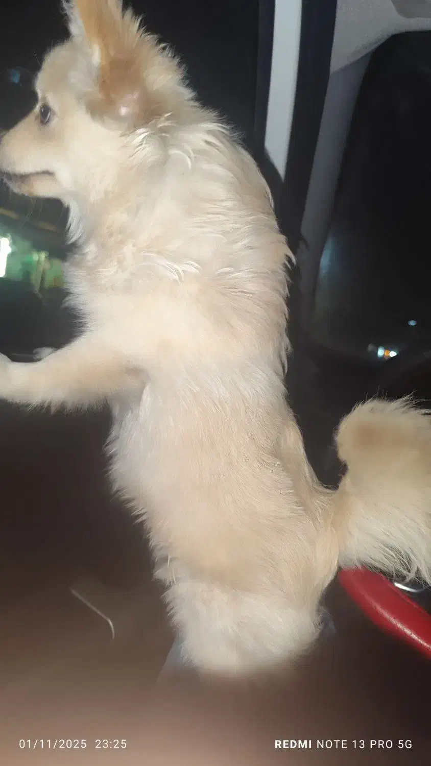 پامر روباهی|سگ|اسلامشهر, شهرک قائمیه|دیوار