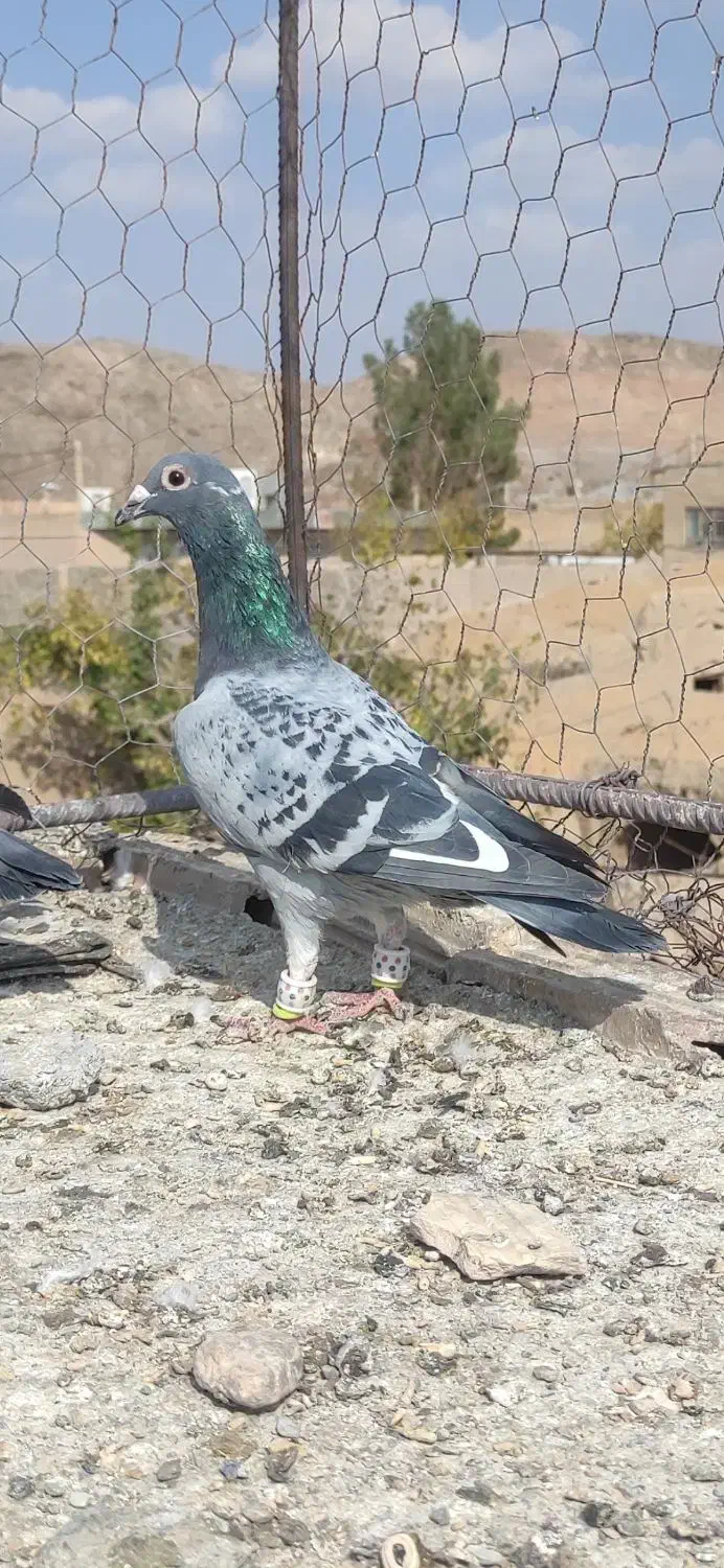 کبوتر|پرنده|مود, |دیوار