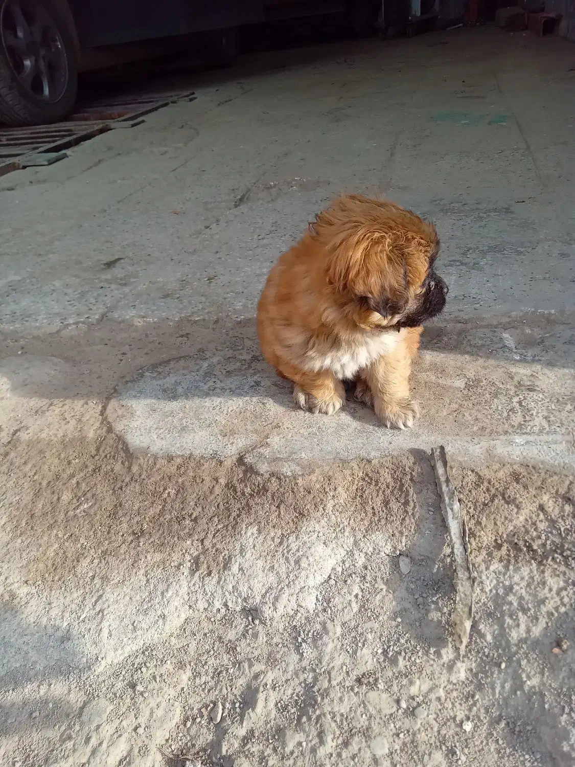 شینزو|سگ|نیشابور, ریوند|دیوار