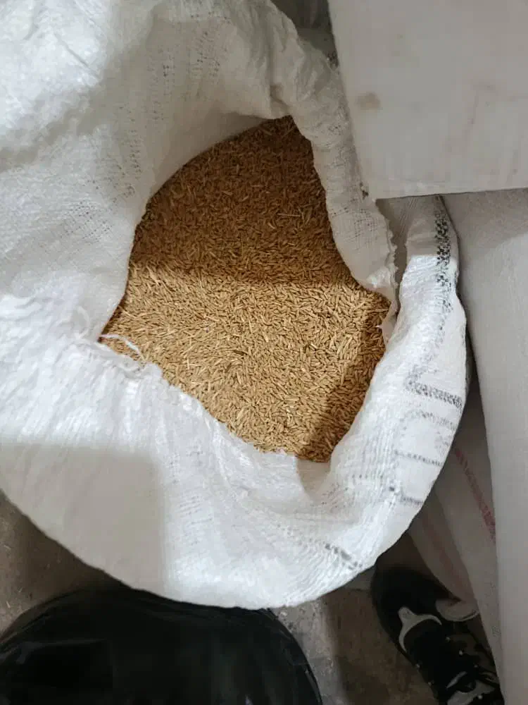 گندم کوهدشت درشت|لوازم جانبی حیوانات|مسجد سلیمان, |دیوار