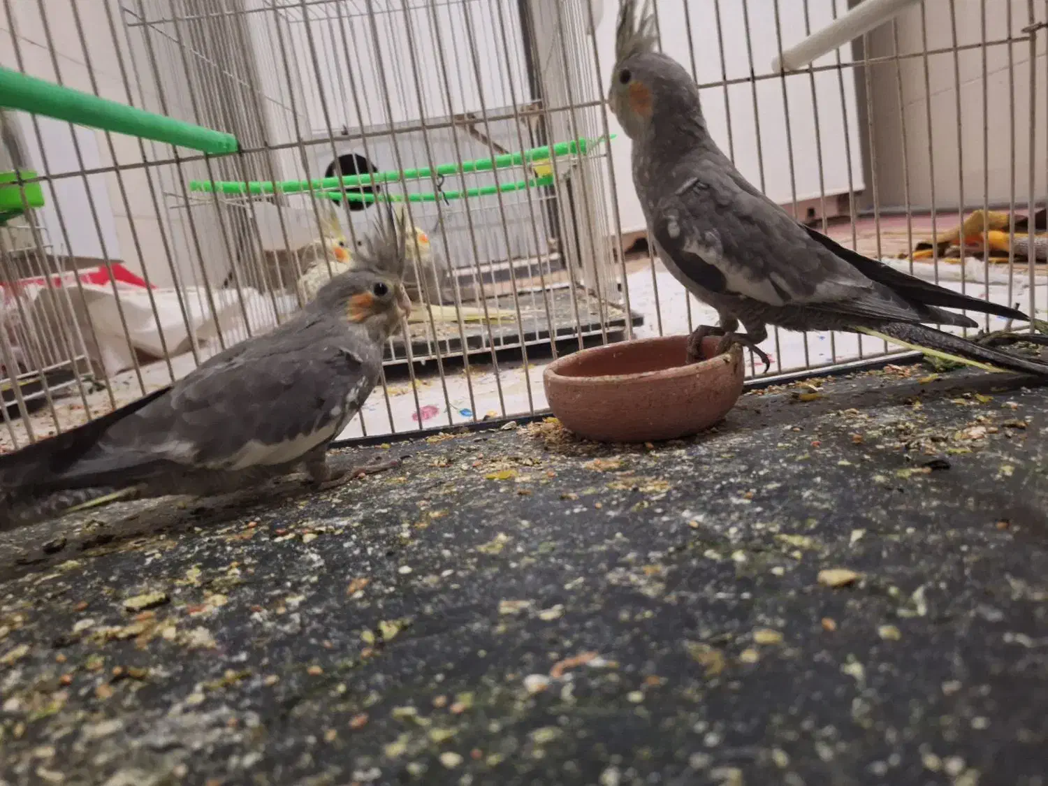 عروس هلندی|پرنده|خواف, |دیوار