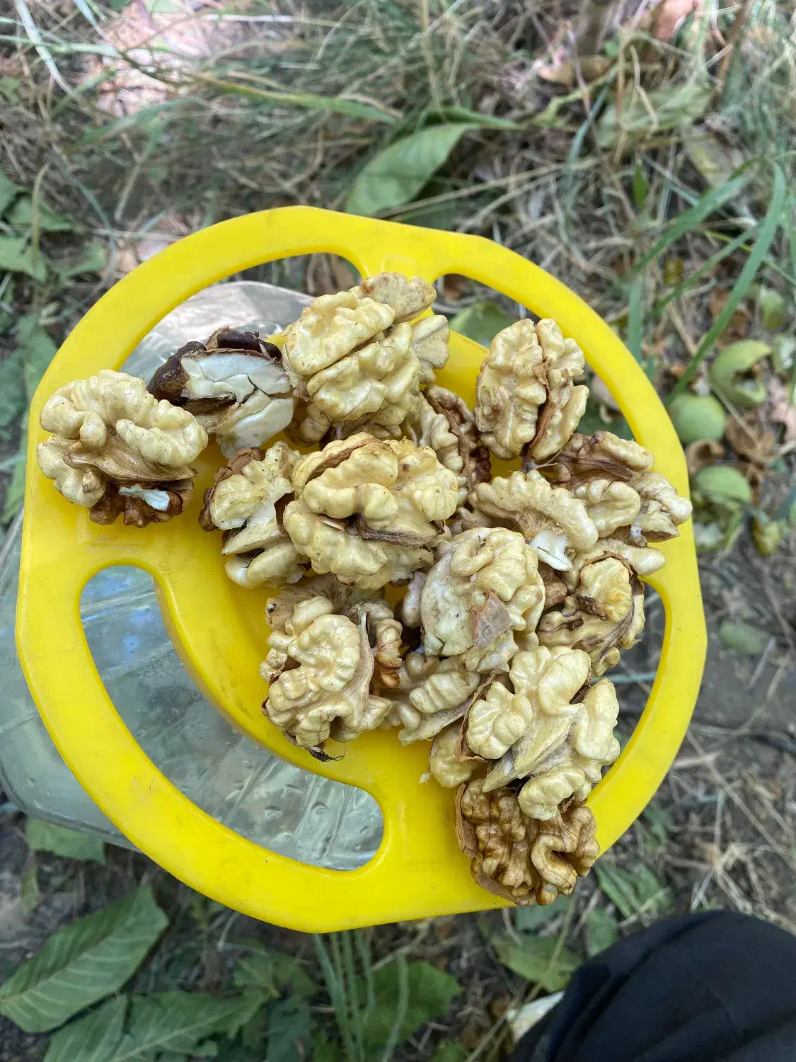 گردو|عمدهفروشی|زند, |دیوار