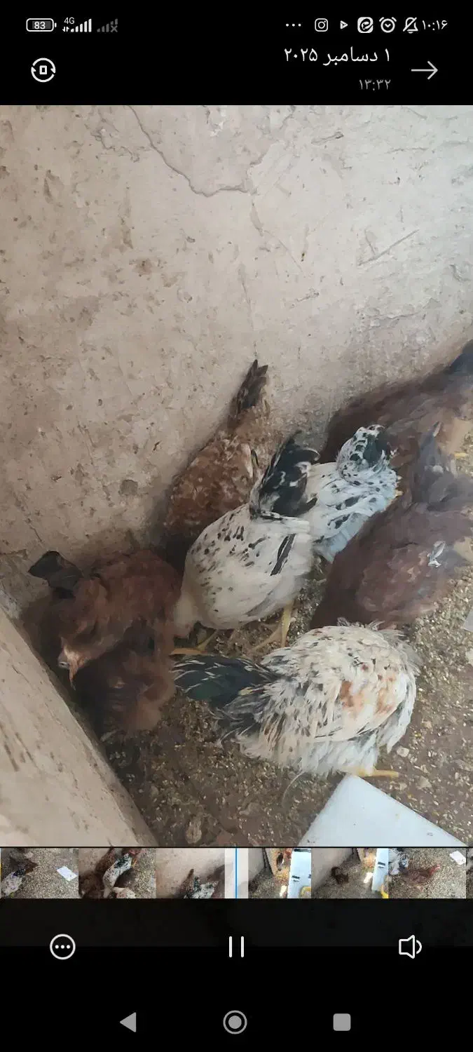 مرغ خروس|حیوانات مزرعه|بافق, |دیوار