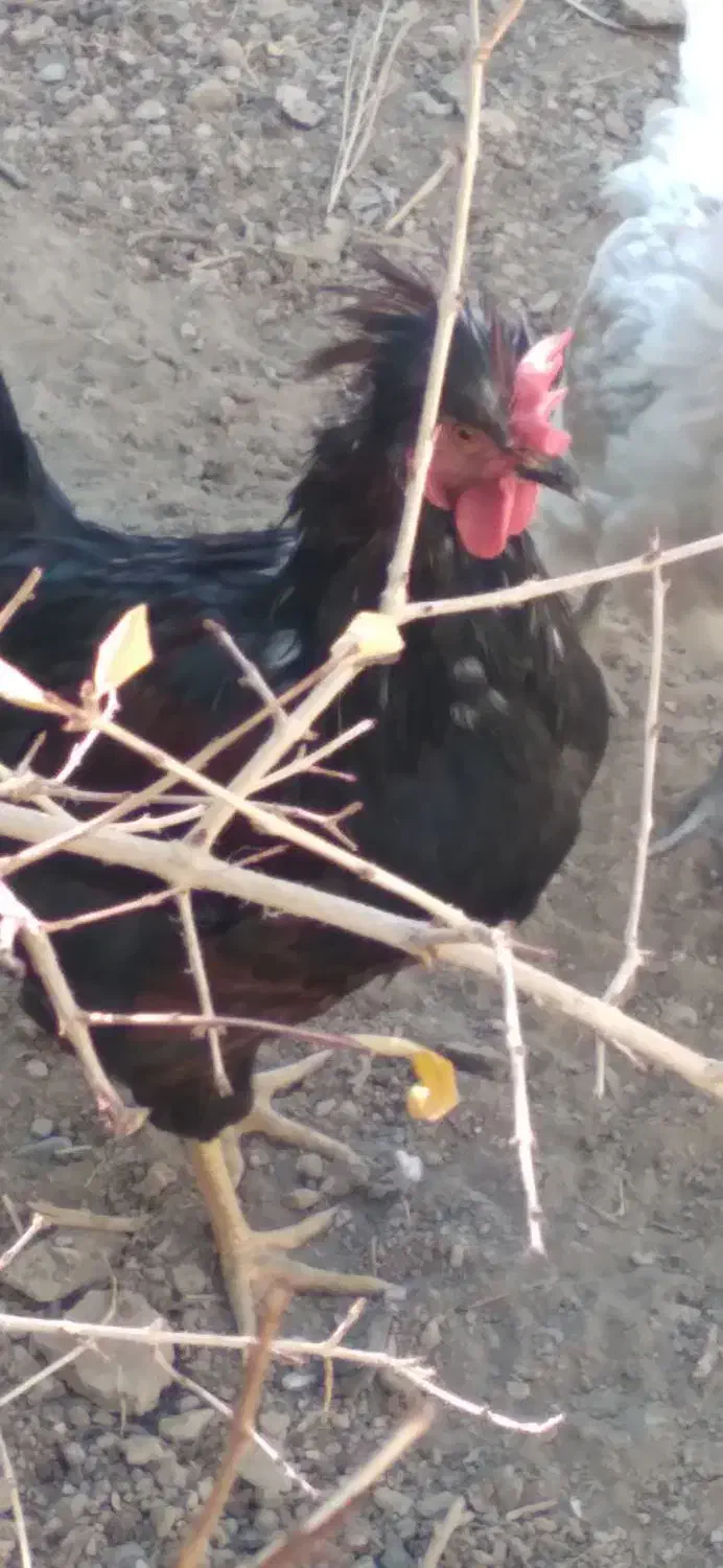 فروش خروس زیبا و جوان|حیوانات مزرعه|فرخ‌شهر, |دیوار