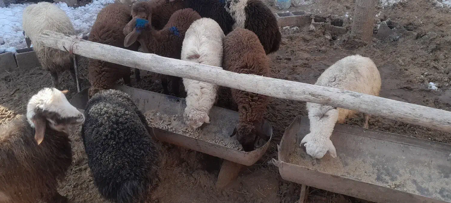 بره جمعی|حیوانات مزرعه|تربت جام, میان جام|دیوار