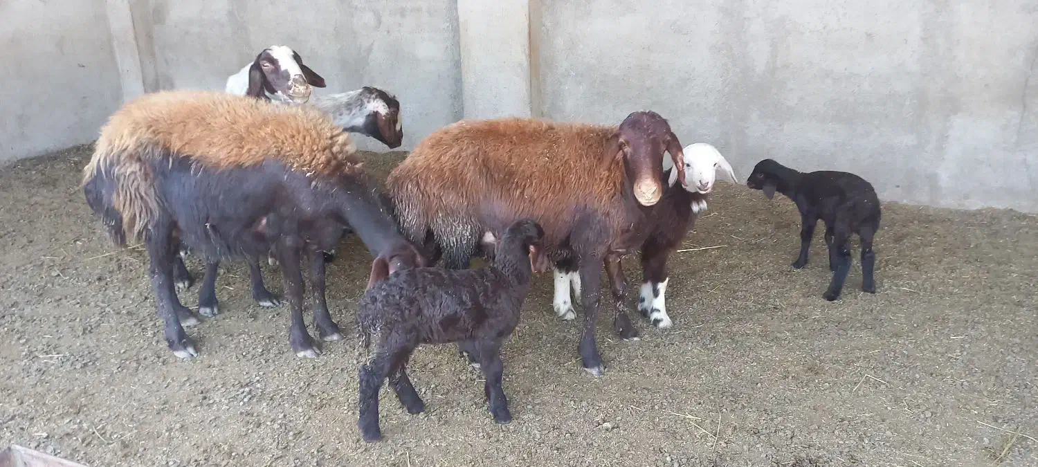 گوسفند بره دار|حیوانات مزرعه|آق قلا, |دیوار