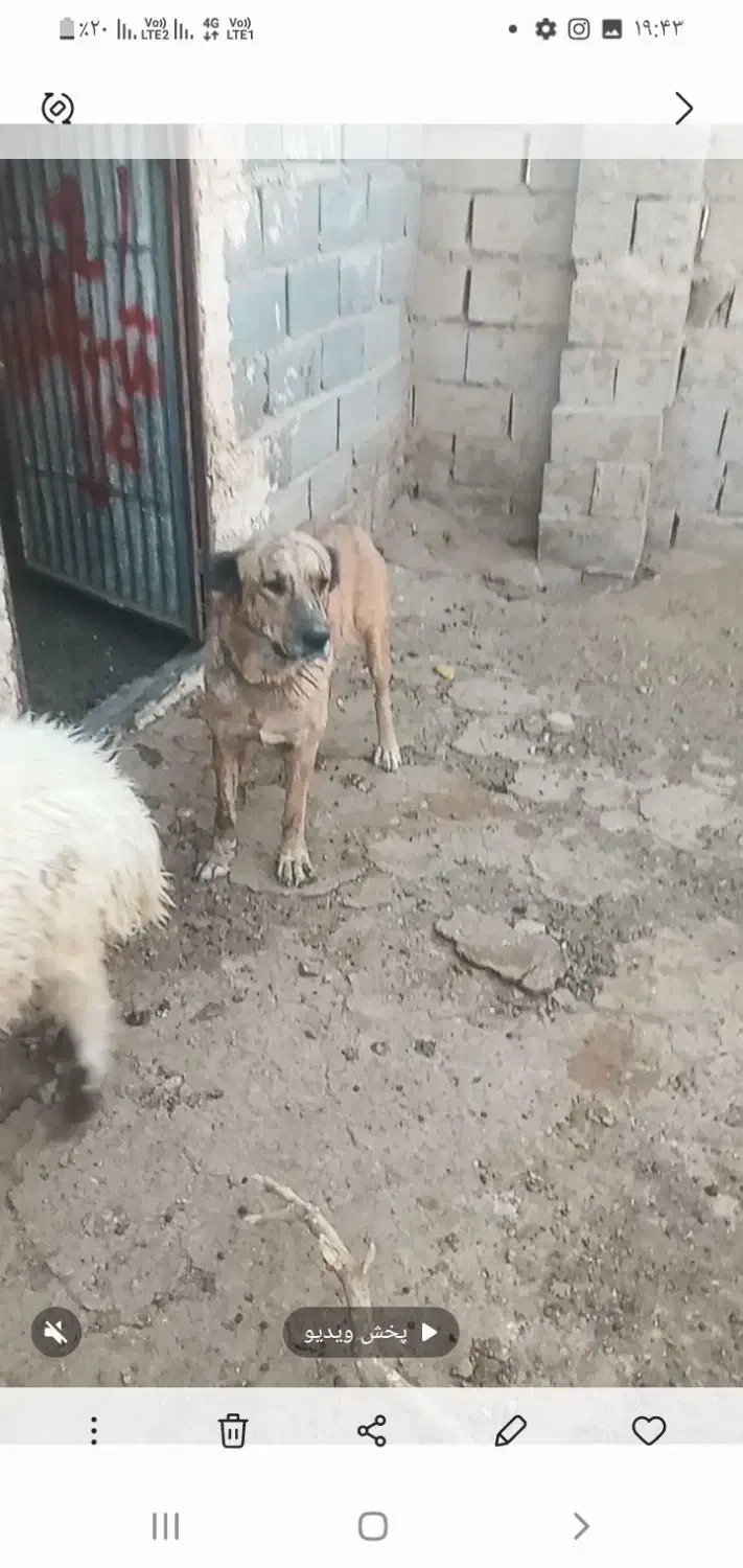 ماده گمشده|حیوانات|شیروان (خراسان), |دیوار