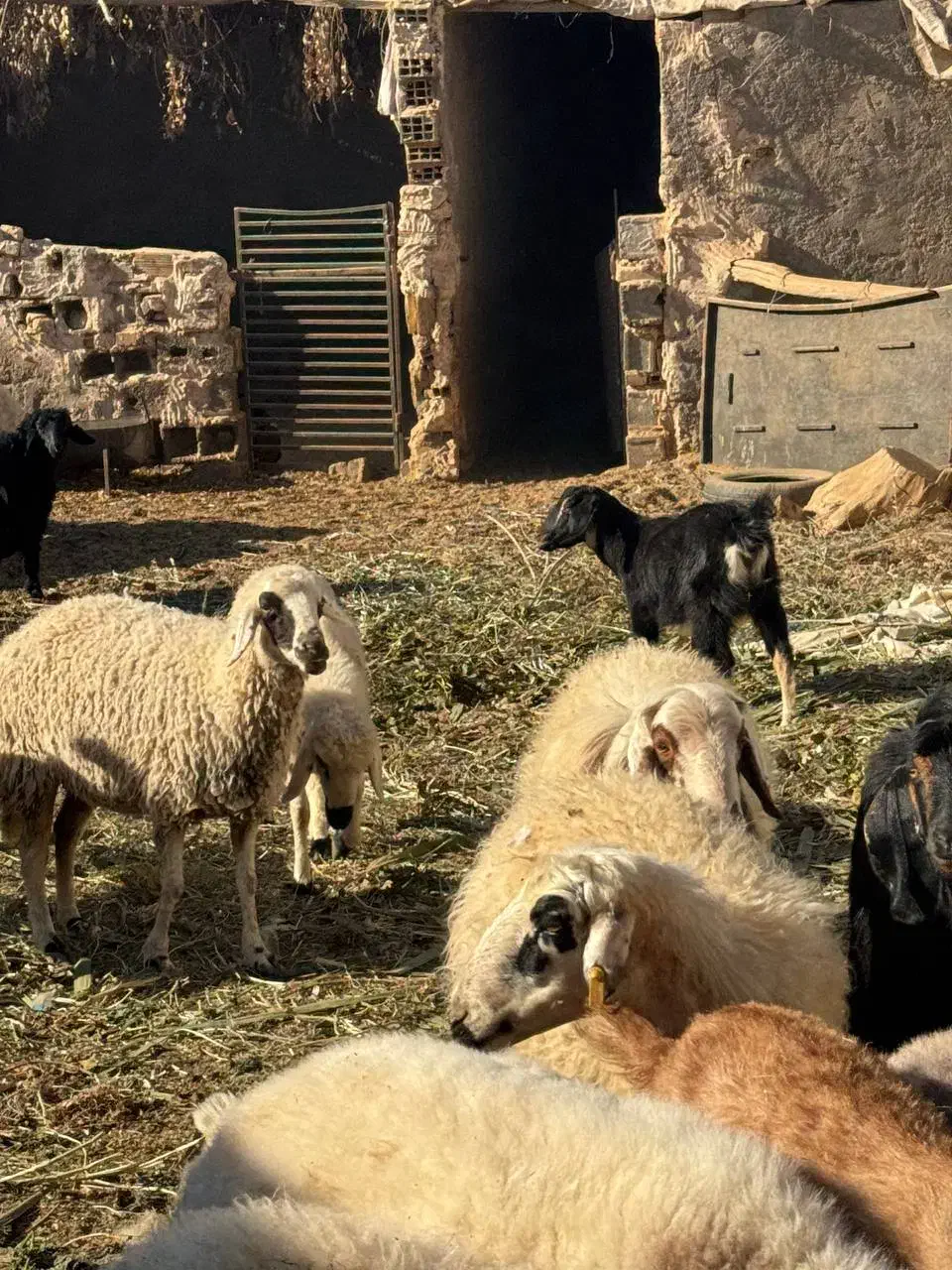 همه رقم گوسفند موجود داریم|حیوانات مزرعه|یزد, |دیوار
