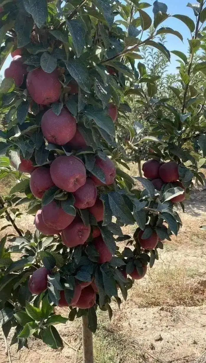 نهالستان میوه و گردو و صنوبر سهند|خدمات باغبانی و درختکاری|خمینیشهر, |دیوار