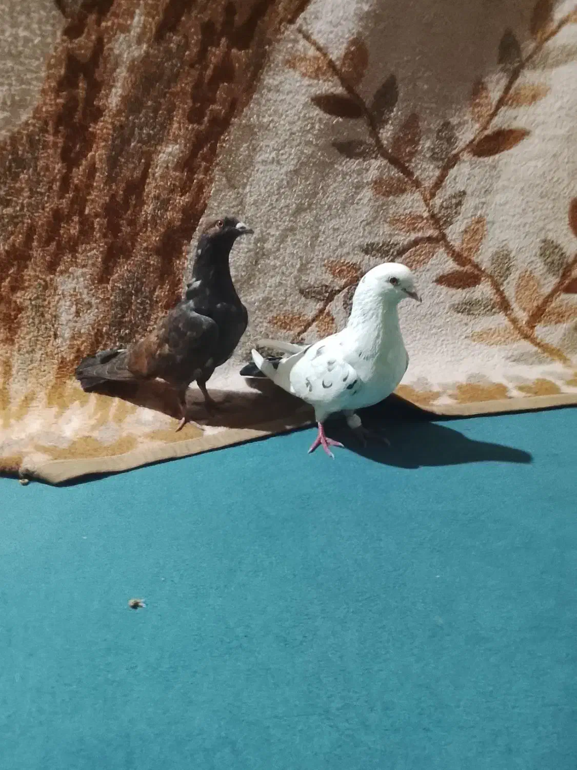 کبوتر|پرنده|علی‌آباد کتول, |دیوار