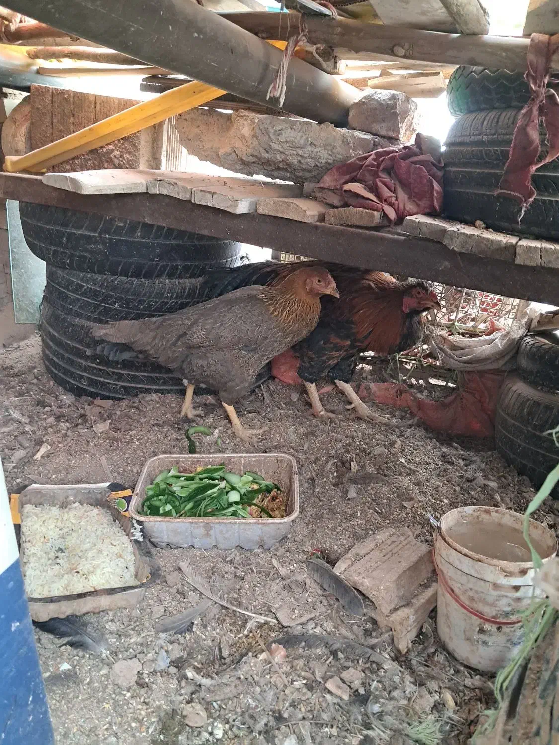 مرغ خروس|حیوانات مزرعه|رفسنجان, |دیوار