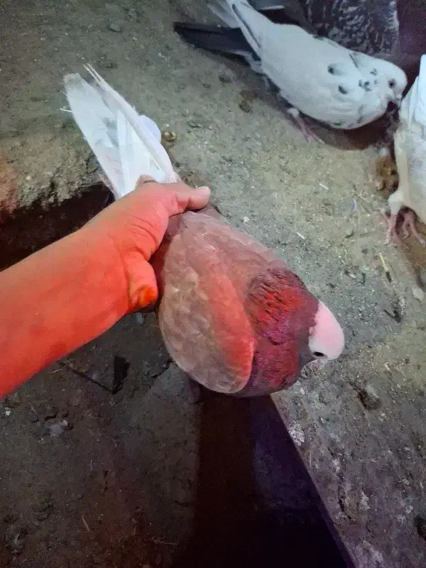 تعدادی کفتر و کبوتر|پرنده|جیرفت, |دیوار