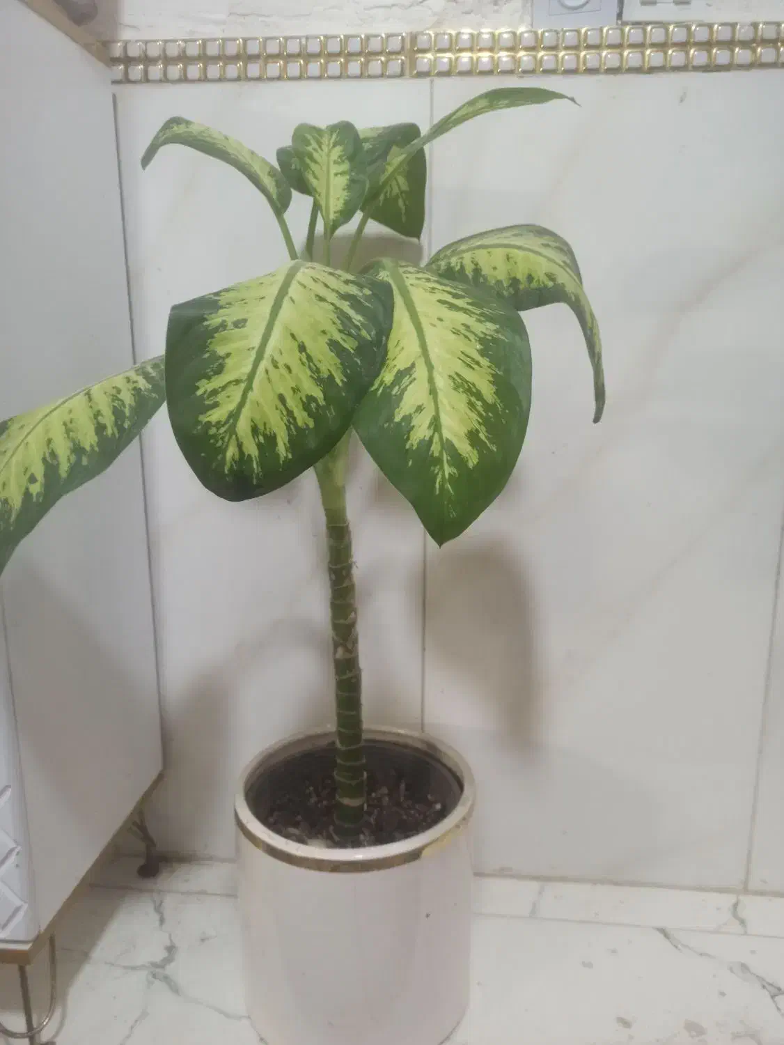 گل دیفن|گل و گیاه طبیعی|گرگان, |دیوار