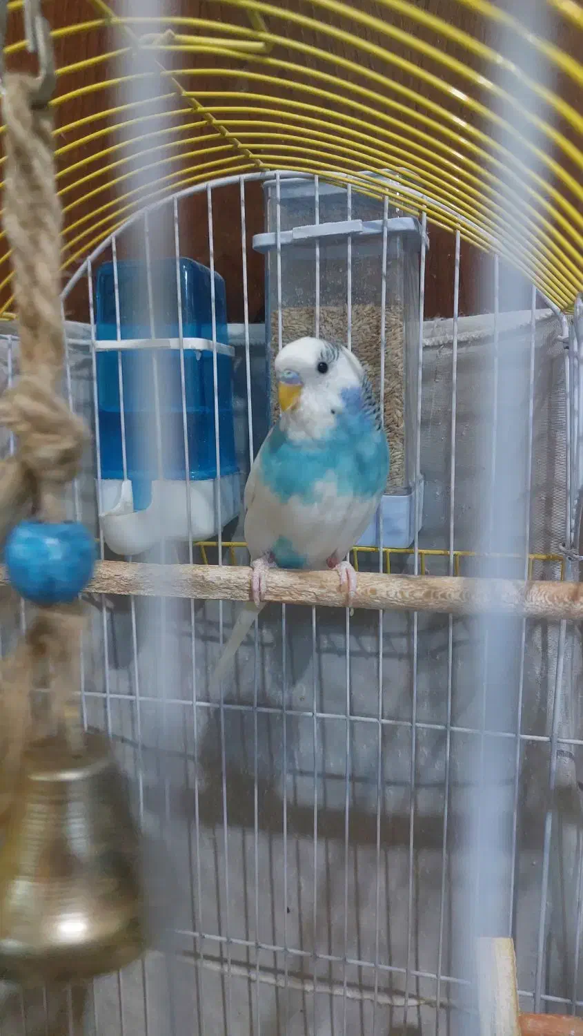 پرنده|پرنده|رودهن, |دیوار