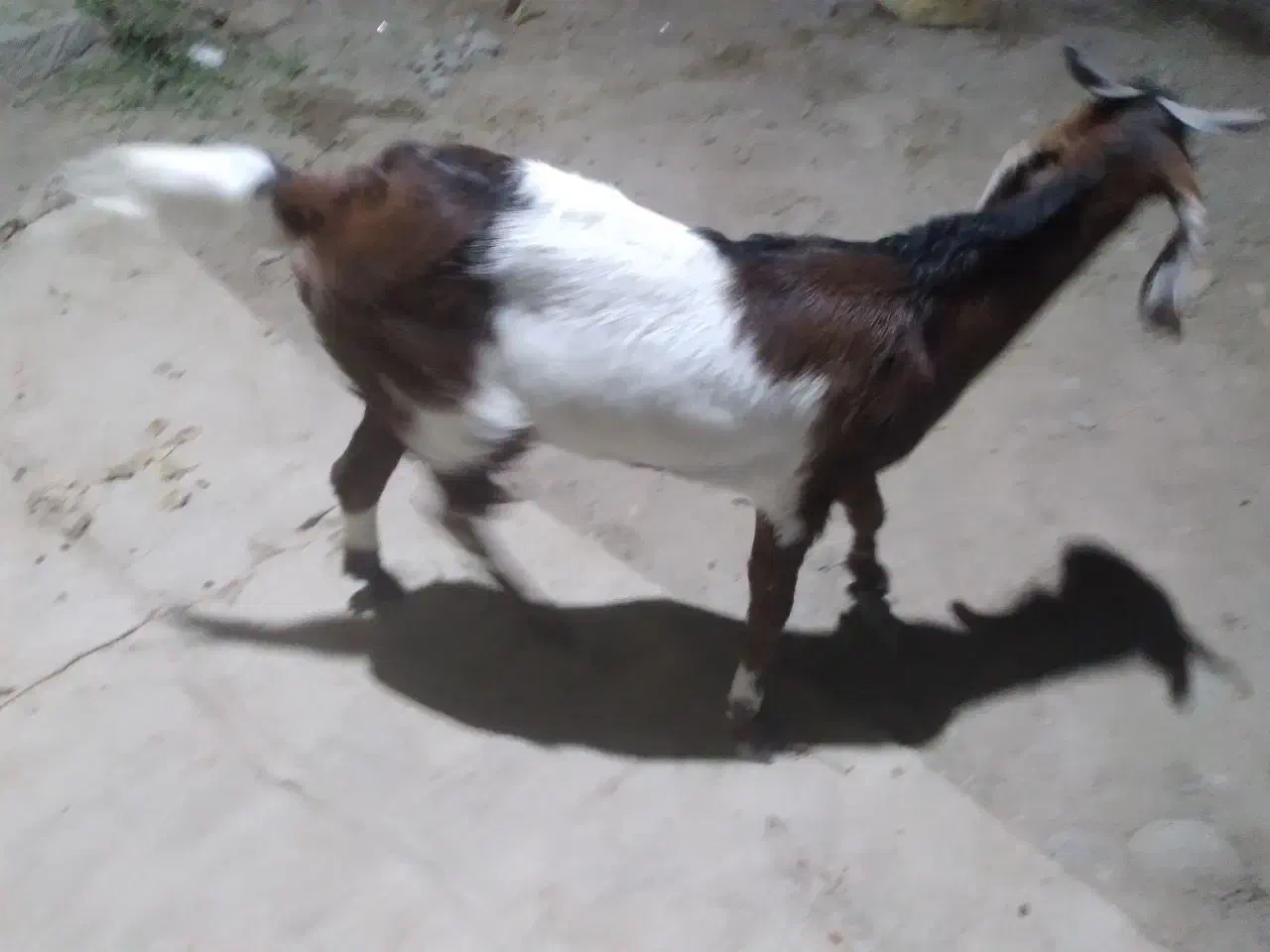 بز چاق وشیری|حیوانات مزرعه|بمپور, |دیوار