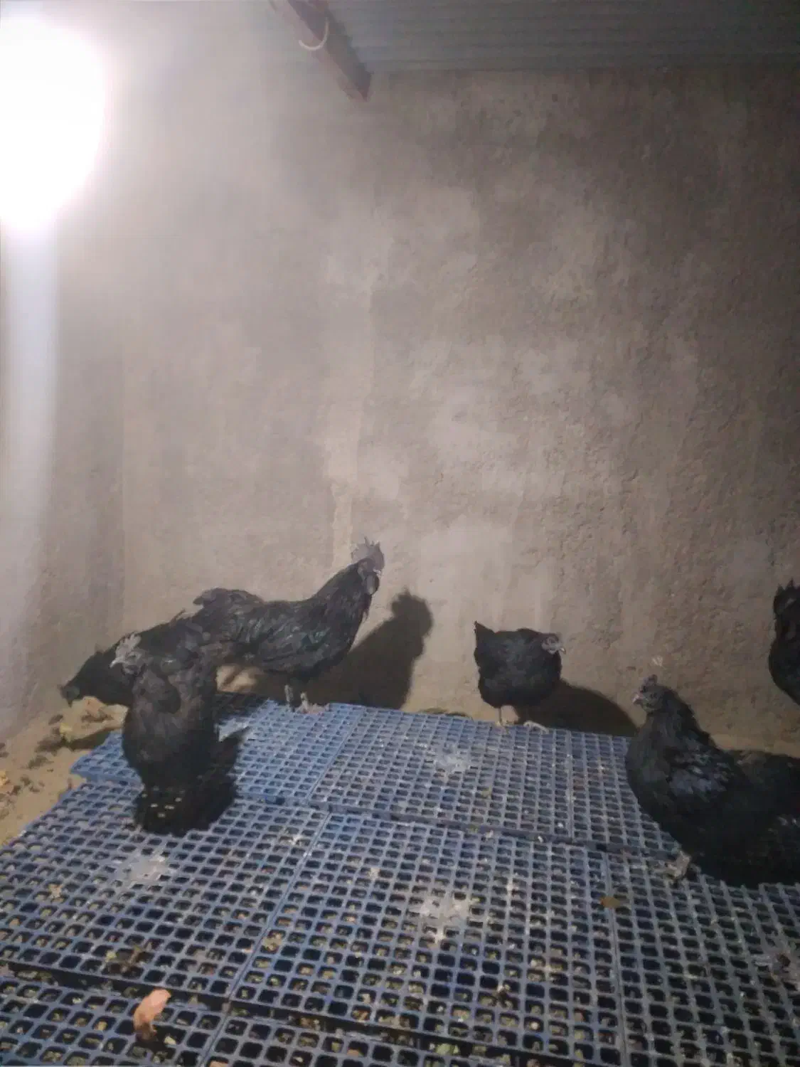 مرغ و خروس ایام سمانی|حیوانات مزرعه|یزد, |دیوار